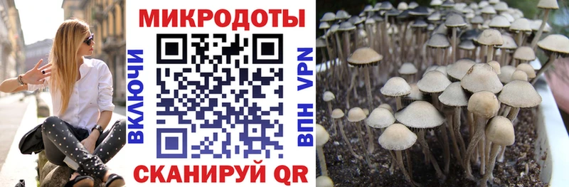 Псилоцибиновые грибы Psilocybe  kraken   Кропоткин 